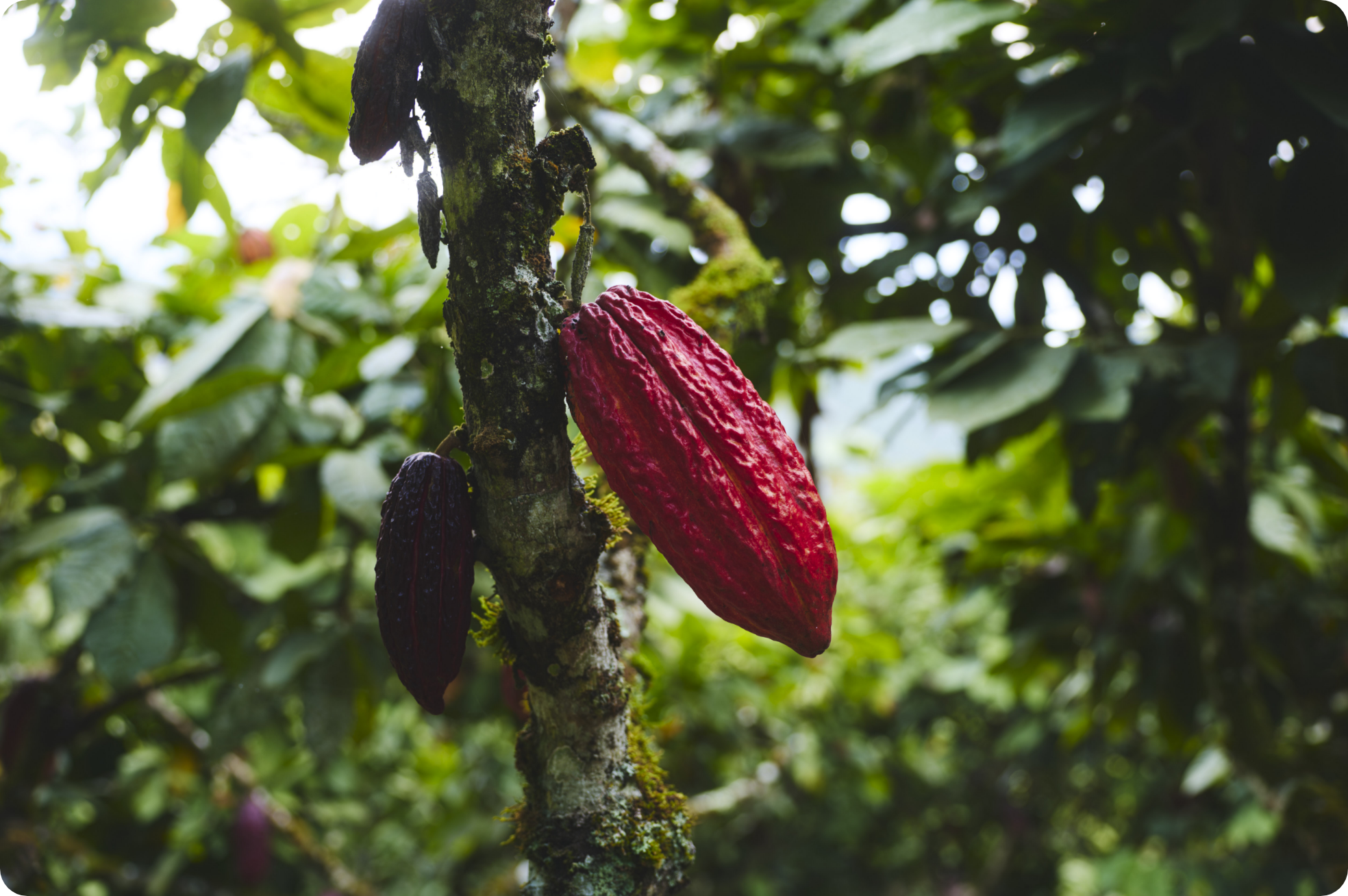 Cacao pods growing in the Peruvian rainforest